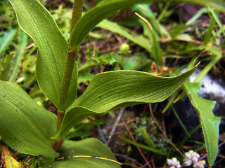 Epipactis atrorubens