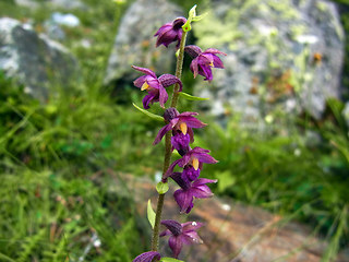 Epipactis atrorubens