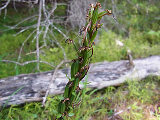 Epipactis atrorubens