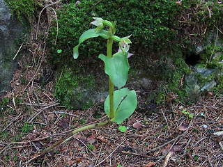 Epipactis helleborine ssp. helleborine