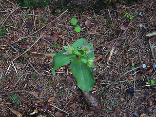 Epipactis helleborine ssp. helleborine