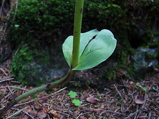 Epipactis helleborine ssp. helleborine