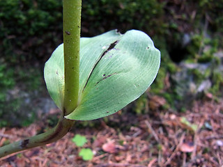 Epipactis helleborine ssp. helleborine