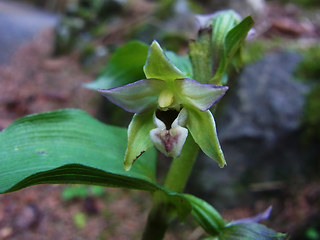 Epipactis helleborine ssp. helleborine