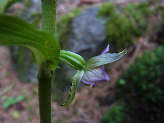 Epipactis helleborine ssp. helleborine