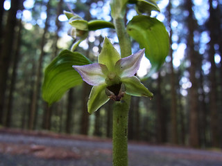 Epipactis helleborine ssp. helleborine