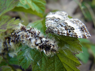 Epirrhoe alternata