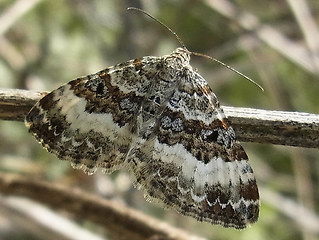 Epirrhoe alternata