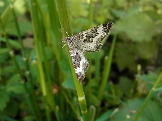 Epirrhoe alternata