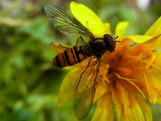 Episyrphus balteatus