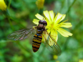 Episyrphus balteatus