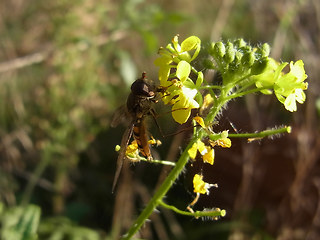 Episyrphus balteatus