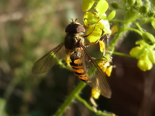 Episyrphus balteatus