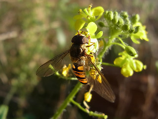 Episyrphus balteatus