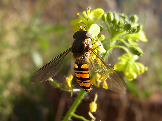 Episyrphus balteatus