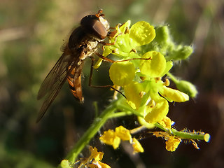 Episyrphus balteatus