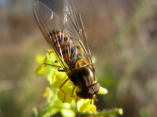 Episyrphus balteatus