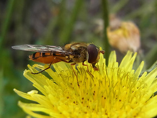 Episyrphus balteatus