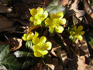 Eranthis hyemalis