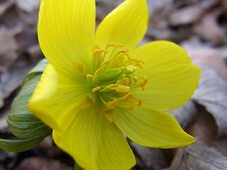 Eranthis hyemalis