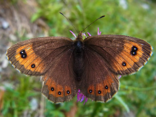 Erebia montanus