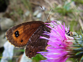 Erebia montanus