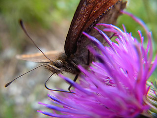 Erebia montanus