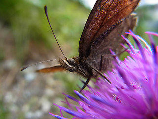 Erebia montanus