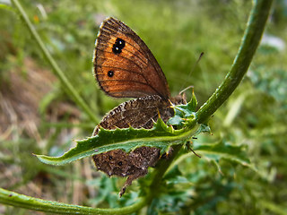 Erebia montanus