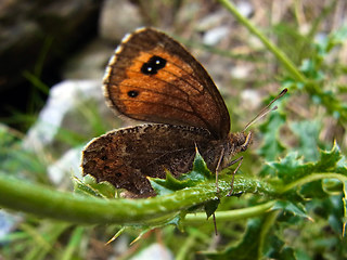 Erebia montanus
