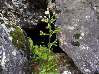 Erigeron acris