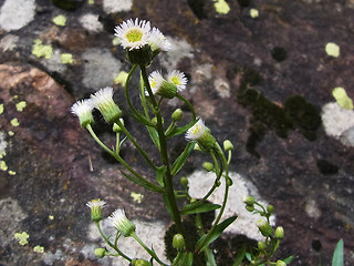 Erigeron acris