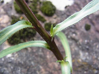 Erigeron acris