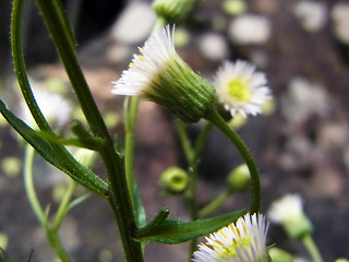 Erigeron acris