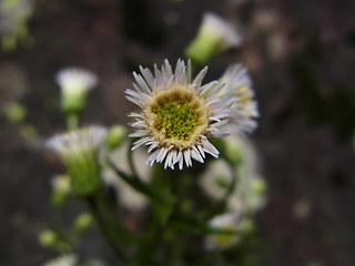 Erigeron acris