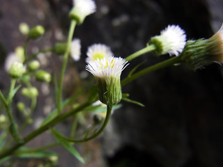 Erigeron acris