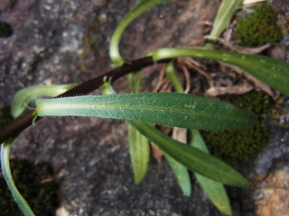 Erigeron acris