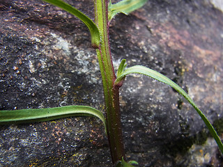 Erigeron acris