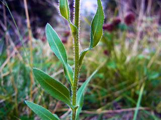 Erigeron acris