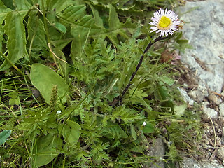 Erigeron alpinus