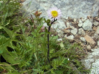 Erigeron alpinus