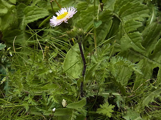 Erigeron alpinus