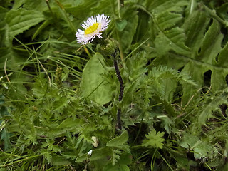 Erigeron alpinus