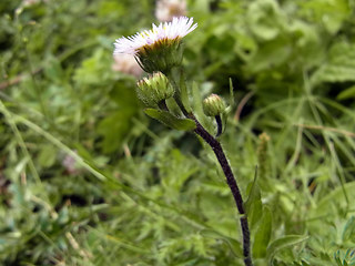 Erigeron alpinus