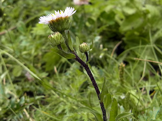 Erigeron alpinus