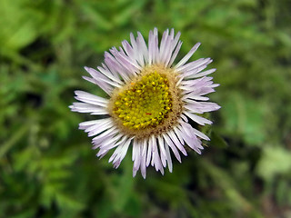 Erigeron alpinus