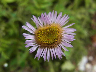 Erigeron alpinus