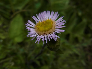 Erigeron alpinus