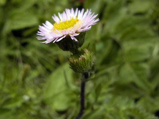 Erigeron alpinus