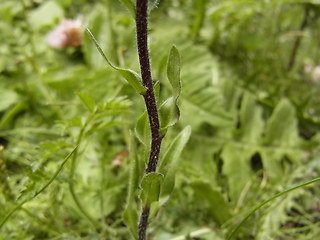 Erigeron alpinus